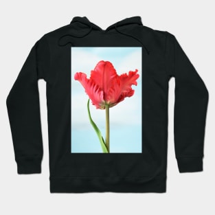 Tulipa  &#39;Garden Fire&#39;   Parrot Tulip Hoodie